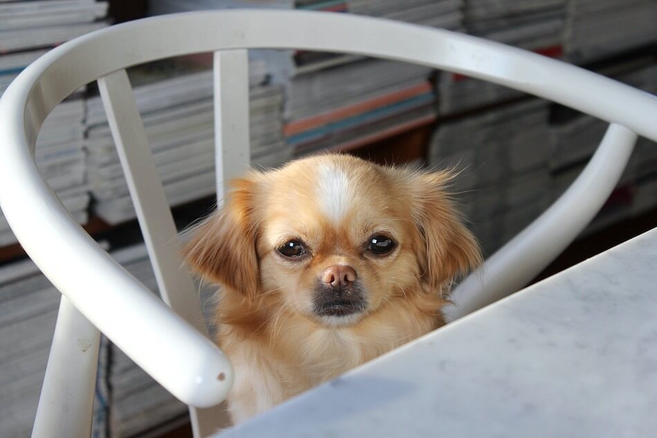 Edamame Pasta Foodjunkie